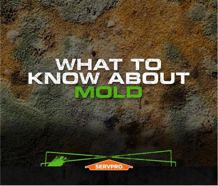 what to know about mold with infestation